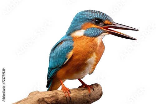 Majestic Rainbow Feathered Bird Perching on Tree Branch. On a Clear PNG or White Background. © Masood