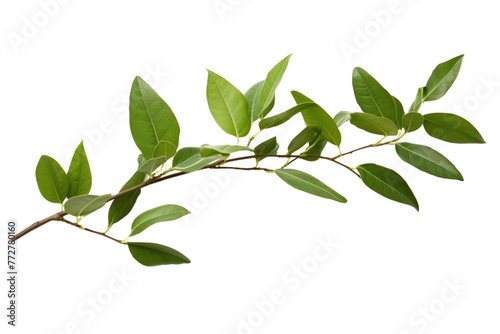 Vibrant Branch: A Lush Green Canopy. On a Clear PNG or White Background.