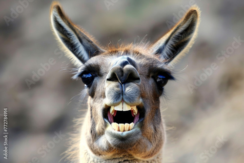 A goofy-looking animal, a funny meme image featuring a llama © Emanuel
