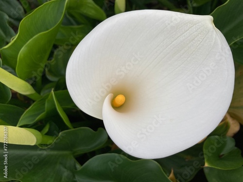 close-up shot of a pure white calla lily flower blooming with flower buds and green leaves in natural daylight