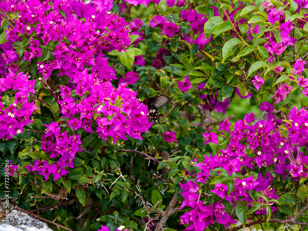 宮古島の赤い花とベニモンアゲハ