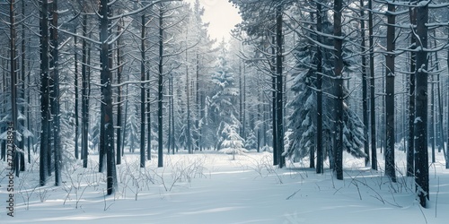A photography of beautiful nature concept with snow forest background