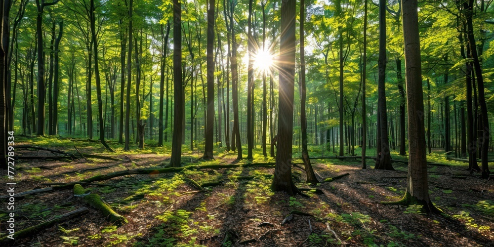 Fototapeta premium A photography of beautiful nature concept with forest trees