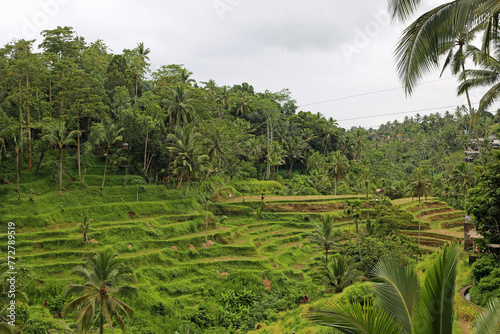 Rice terraces - Tegalalang Rice Terraces, Bali, Indonesia