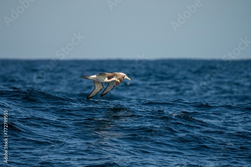 shy albatross and other sea birds feeding and flying over the ocean at the  south west cape in tasmania australia © Phoebe