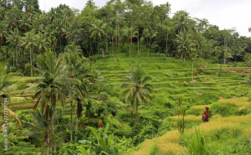 Tegalalang Rice Terraces  Bali  Indonesia