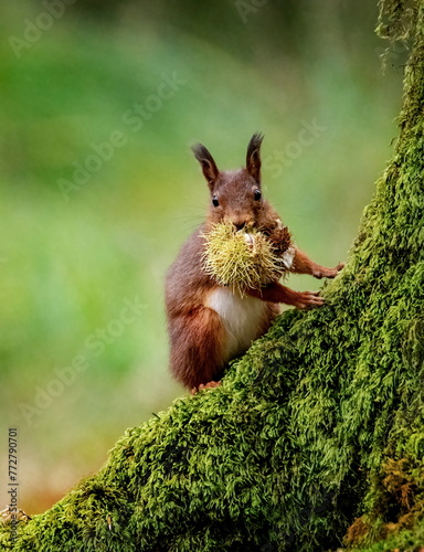 a squirrel eating a piece of moss on a tree