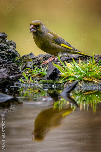 a yellow bird perched on a rock next to water