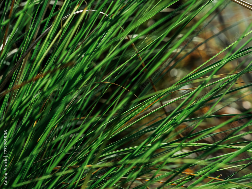 Long blades of grass are overgrown along the walkway Long blades of grass are overgrown along the walkway