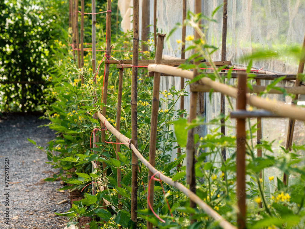 Tomato planting plots in the greenhouses Tomato planting plots in the greenhouses
