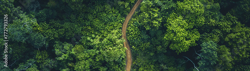 From above, an aerial view of a forest path meanders through lush greenery, an invitation to nature's tranquility.