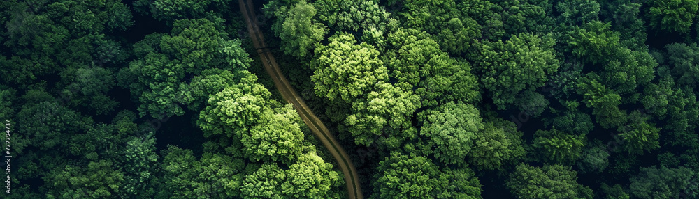The tranquil path through the forest, captured from above, winds elegantly through nature's lush greenery.