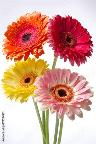 gerbera flowers poster background