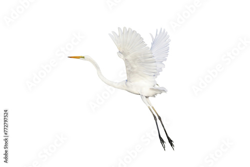 Beautiful flying Egret isolated on transparent background png file