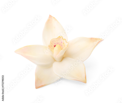 Beautiful vanilla flower isolated on white background