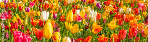 Panorama of colorful beautiful blooming tulip in Lisse  Holland Netherlands in spring
