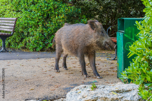 Wild boar in a public garden in Haifa