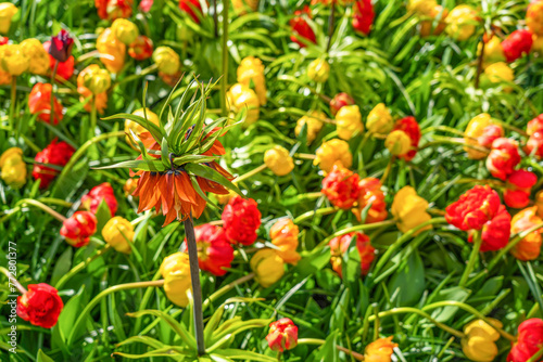 Orange flowering fritillaria imperialis and colorful beautiful blooming tulip in background in Netherland