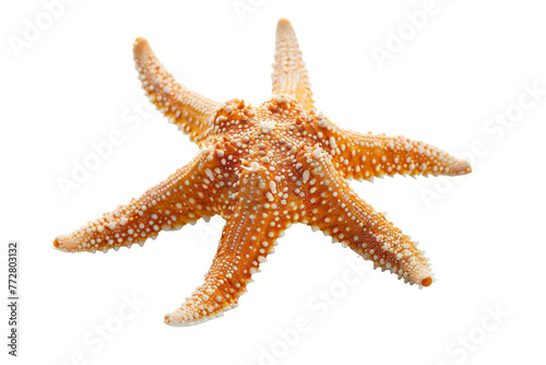 Close Up of a Starfish on a White Background