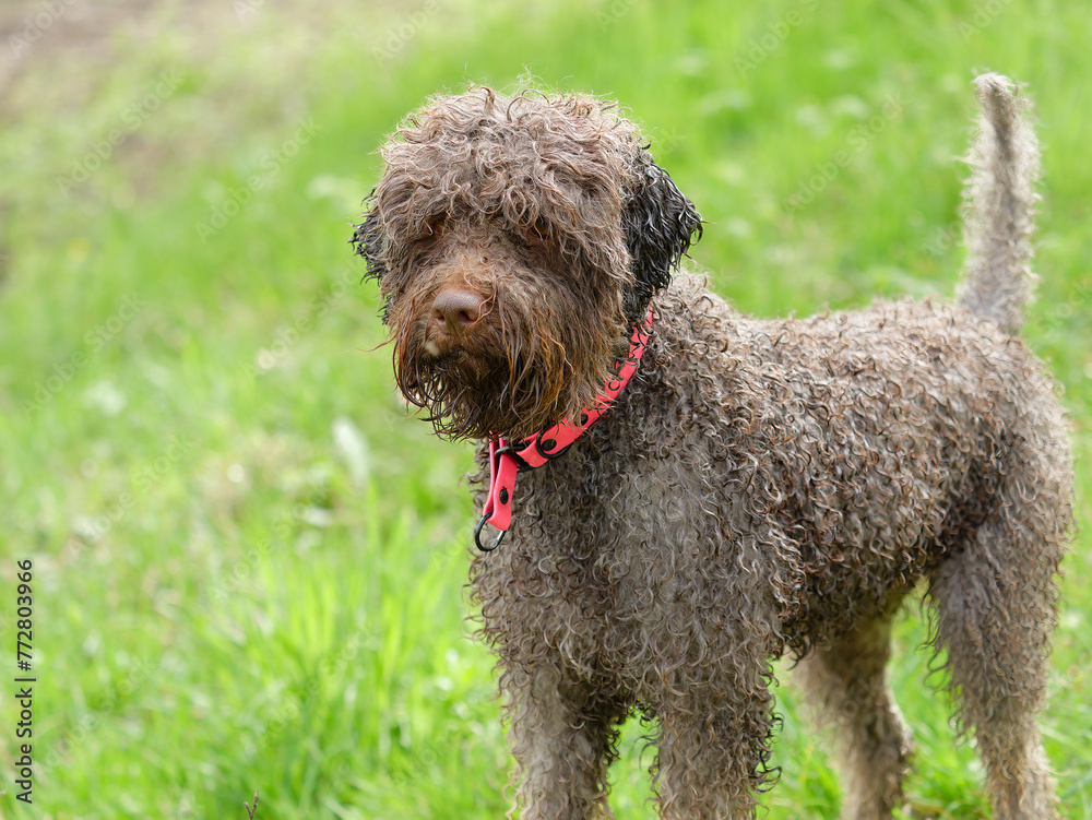 Portrait of an adorable Lagotto Romagnolo Italian water dog (truffle dog) with a blurry background