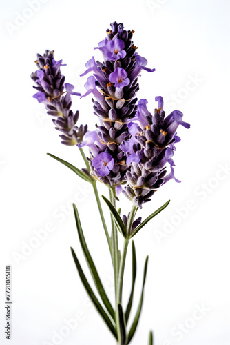 lavender flowers poster background