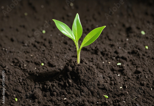 Green sprout growing out of soil isolated on white background colorful background
