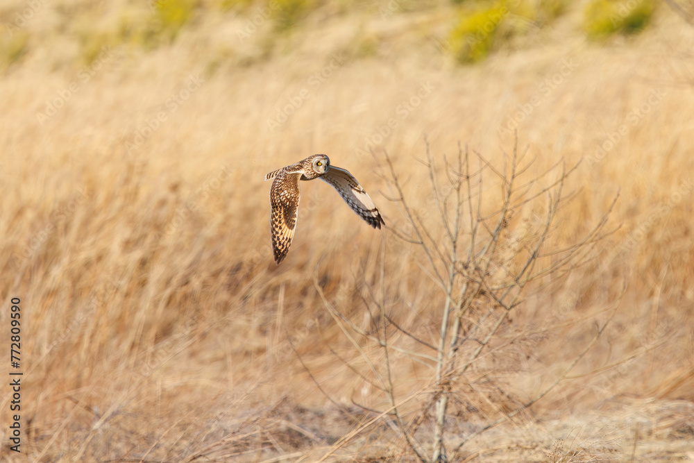 夕暮れに狩りのために葦原を飛翔する美しいコミミズク（フクロウ科）。

日本国埼玉県、荒川河川敷にて。
2024年3月23日撮影。

Beautiful Short-eard Owl (Asio flammeus, family comprising owls) in flight to hunt of a reed bed in twilight.

At Arakawa riverbed, Sa