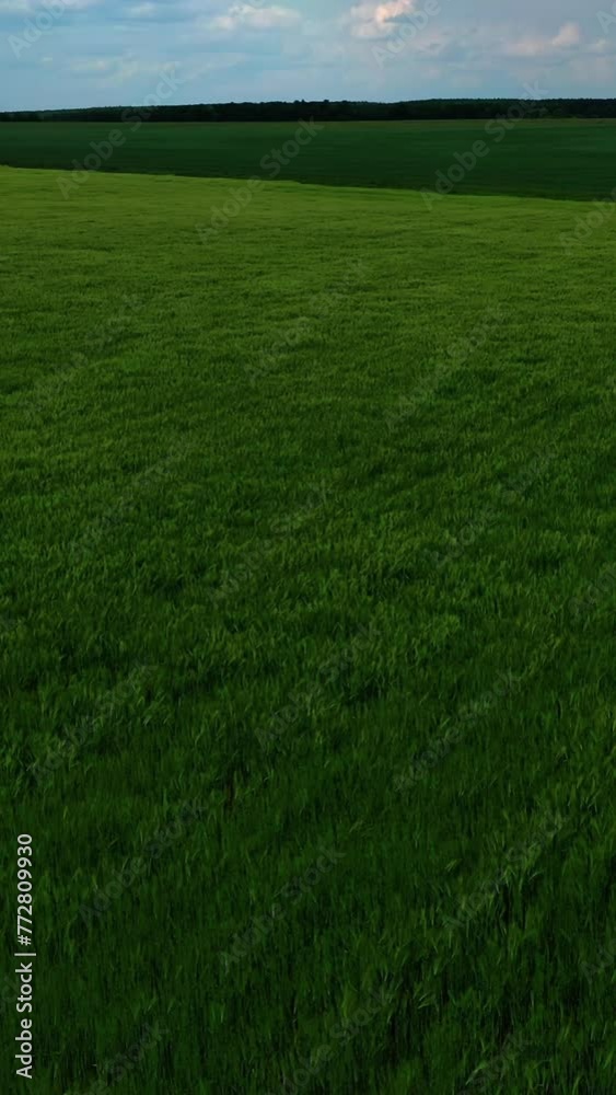 Green field. Farmland with agricultural plants in rural area. Beautiful natural landscape in the countryside. Camera rising up. Vertical video Green field. Farmland with agricultural plants in rural area. Beautiful natural landscape in the countryside. Camera rising up. Vertical video