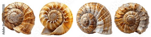 Collection of spiral shells isolated on transparent background