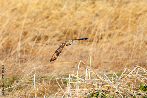 夕暮れに狩りのために葦原を飛翔する美しいコミミズク（フクロウ科）。  日本国埼玉県、荒川河川敷にて。 2024年3月23日撮影。  Beautiful Short-eard Owl (Asio flammeus, family comprising owls) in flight to hunt of a reed bed in twilight.  At Arakawa riverbed, Sa © d3_plus