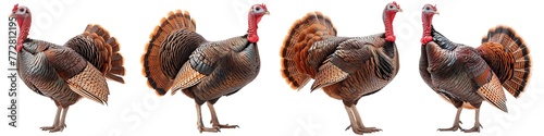 Set of turkey isolated on transparent background photo