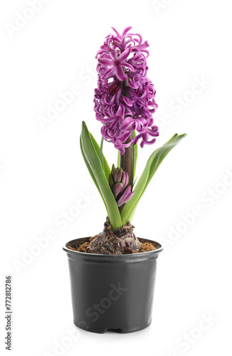 Beautiful purple hyacinth flower in pot on white background