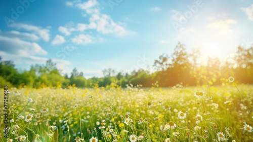 Dawn s Radiance on a Lush Field of Spring Daisies - Generative AI