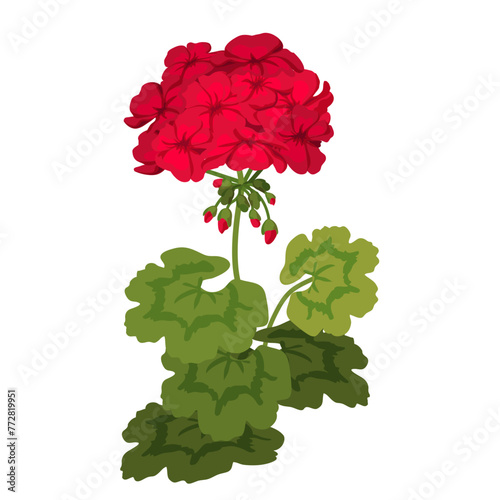 Red Geranium. Bright closeup homeplant isolated on white background. Indoor Pelargonium plant with large brightly colored flowers. Flat style vector illustration.