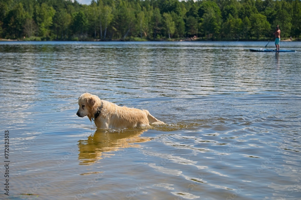 White Golden Retriever in Latvia