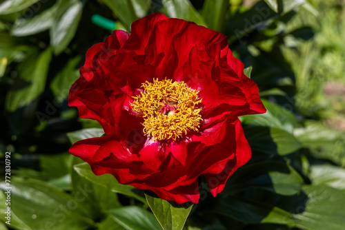 Paeonia Mackinac Grand flowers in garden. Bright red peony flowers, close-up photo