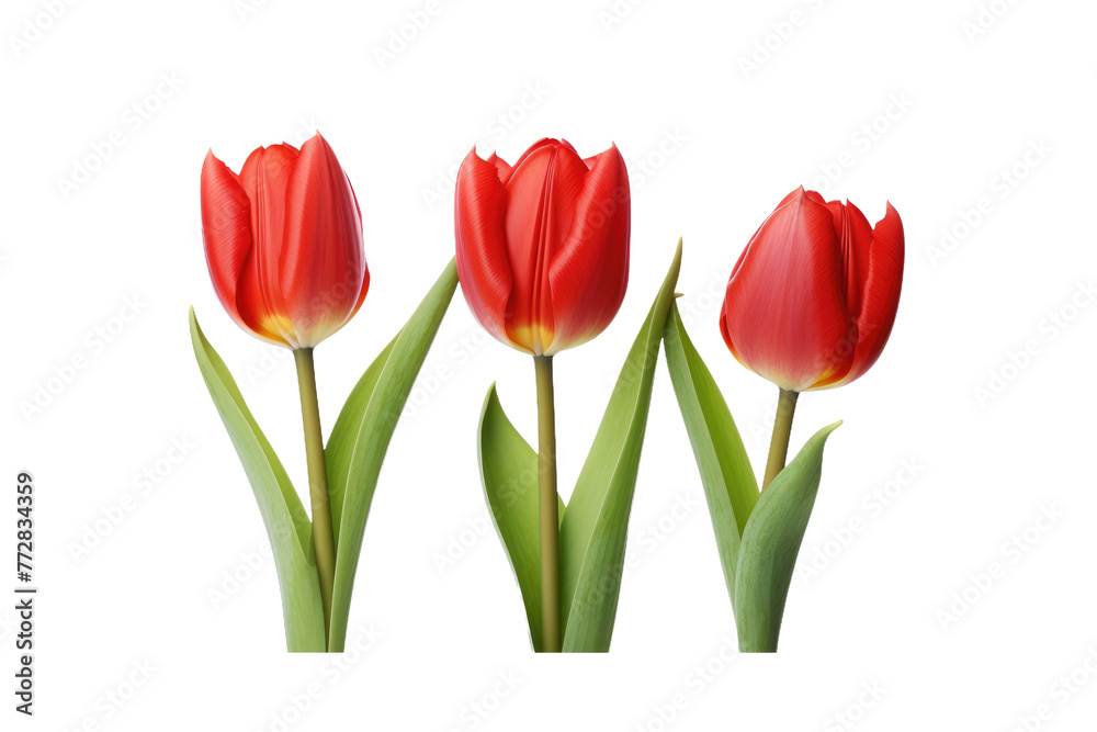 Trio of Scarlet Beauties Dancing on a Blank Canvas. On a Clear PNG or White Background. Trio of Scarlet Beauties Dancing on a Blank Canvas. On a Clear PNG or White Background.