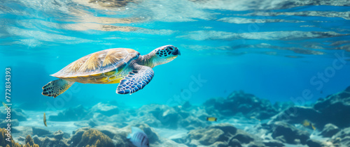 close up Sea turtle swim in ocean , turtle day, save ocean © Nitcharee