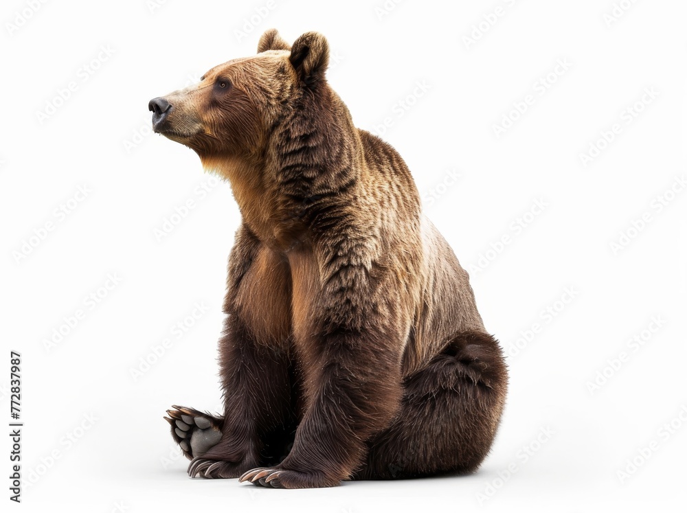 Fototapeta premium Bear on a white background isolated