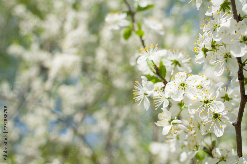 White apple tree flowers on a branch on a sunny day White apple tree flowers on a branch on a sunny day