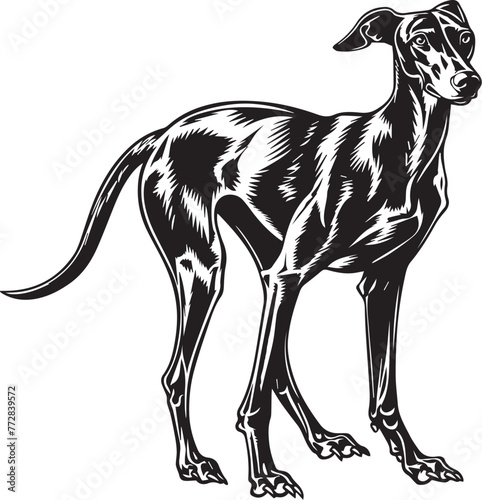 Greyhound  Vector