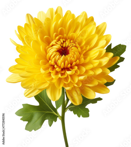 chrysanthemum flower isolated on transparent background