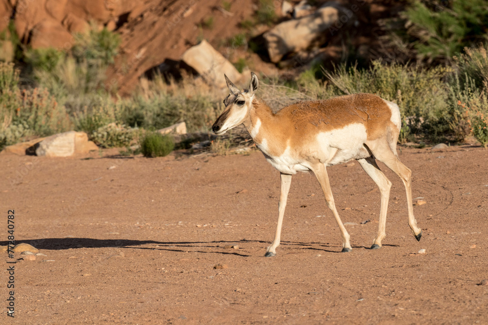Animal called Pronghorn, walking through UTAH in USA Animal called Pronghorn, walking through UTAH in USA
