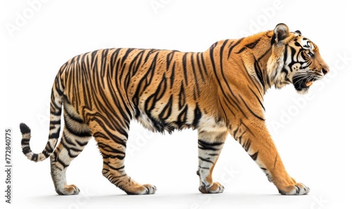 tiger on white background isolated