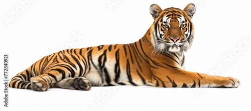 tiger on white background isolated