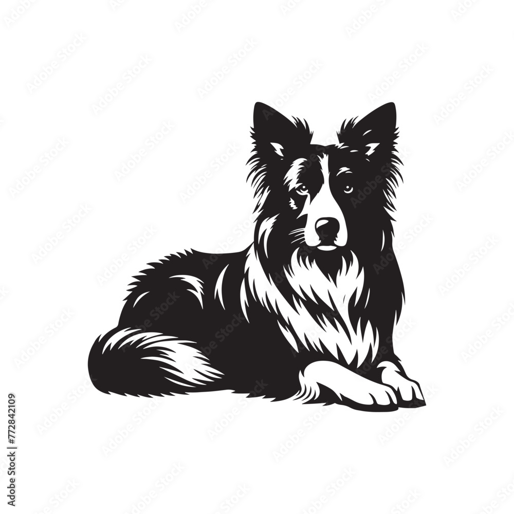 Elegant Vector Border Collie Dog Silhouette Showcasing Graceful Canine Profile in Artistic Detail- Border collie Vector Stock.