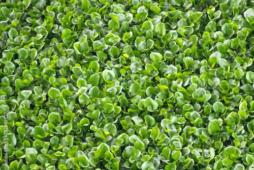 Common water hyacinth (Eichhornia crassipes) background. It is a flowering aquatic plant that can be found in a variety of freshwater habitats, including lakes, rivers, canals, ponds, and ditches. photo