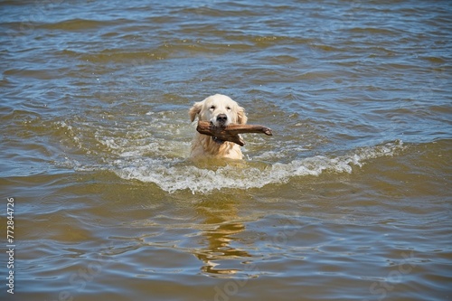 Obraz na płótnie White Golden Retriever in Latvia w salonie