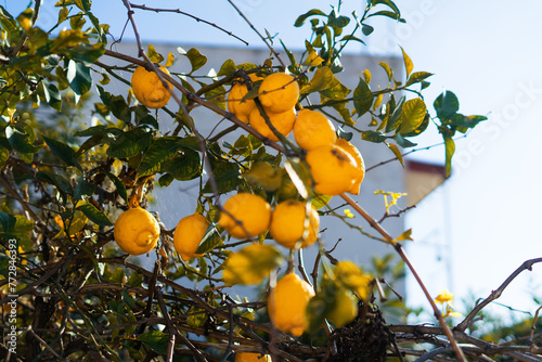 Close up of Lemons hanging from a tree in lemon grove