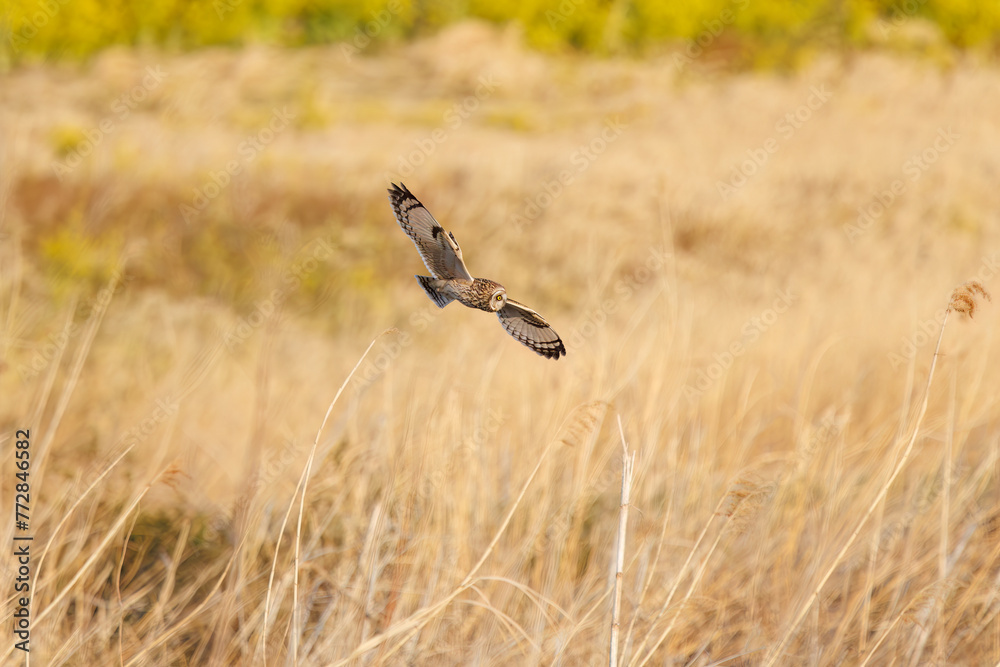 狩りのために夕暮れの菜の花畑を飛翔する美しいコミミズク（フクロウ科）。

日本国埼玉県、荒川河川敷にて。
2024年3月23日撮影。

A beautiful Short-eard Owl (Asio flammeus, family comprising owls) flies over to hunt of a field of rape blossoms in twilight.

At A